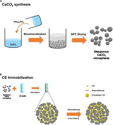 Immobilization and Stabilization of Enzyme in Biomineralized Calcium Carbonate Microspheres